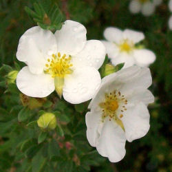 Potentilla, White